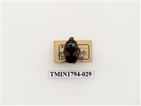 藏品(婆羅洲昆蟲)的圖片